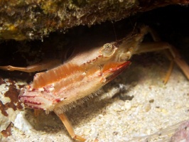 IMG 2970  Ocellate Swimming Crab